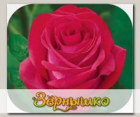 Роза чайно-гибридная ЭКСКАЛИБУР, 1 шт. NEW