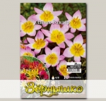 Тюльпан ботанический LILAC WONDER, 10 шт. NEW