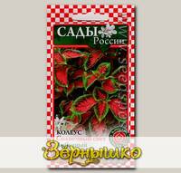 Колеус Солнечный свет Арбузный, 3 шт.