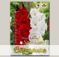 Гладиолус RED/WHITE MIXED, 20 шт.