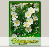 Роза Алтайская, 0,5 г (? 20 шт.)