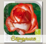 Роза чайно-гибридная ИГУАНА, 1 шт.