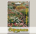 Хризантема килеватая Рейнбоу, Смесь, 150 шт.