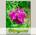 Ирис мечевидный GOOD OMEN, 1 шт.