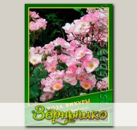 Роза Вихуры, 0,5 г (? 40 шт.)